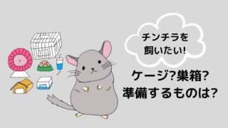 チンチラの食べ物とは 牧草 ペレット おやつの選び方を紹介 どうぶつがーでん