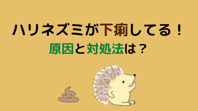 ハリネズミの病気のサインとは 日々の健康チェックが重要 どうぶつがーでん