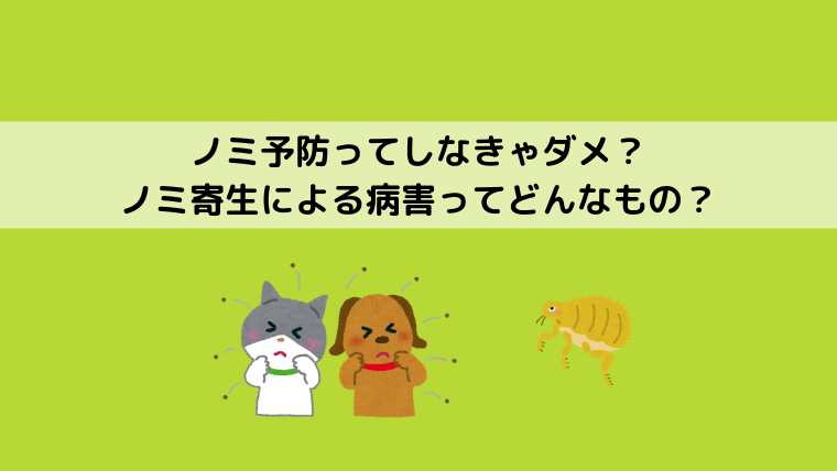 犬や猫にノミがついていた 症状や駆除方法は 予防が重要 どうぶつがーでん