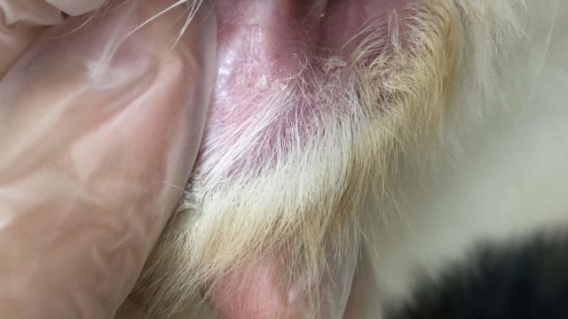 疥癬の犬の耳の大量のフケ