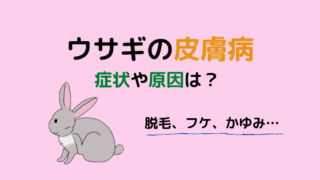 ウサギが鼻水 くしゃみを繰り返す 考えられる原因と対処法は どうぶつがーでん