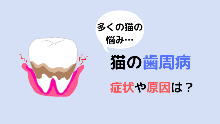 猫の口が臭い 歯周病の症状や原因 対処法とは 猫は虫歯になる どうぶつがーでん