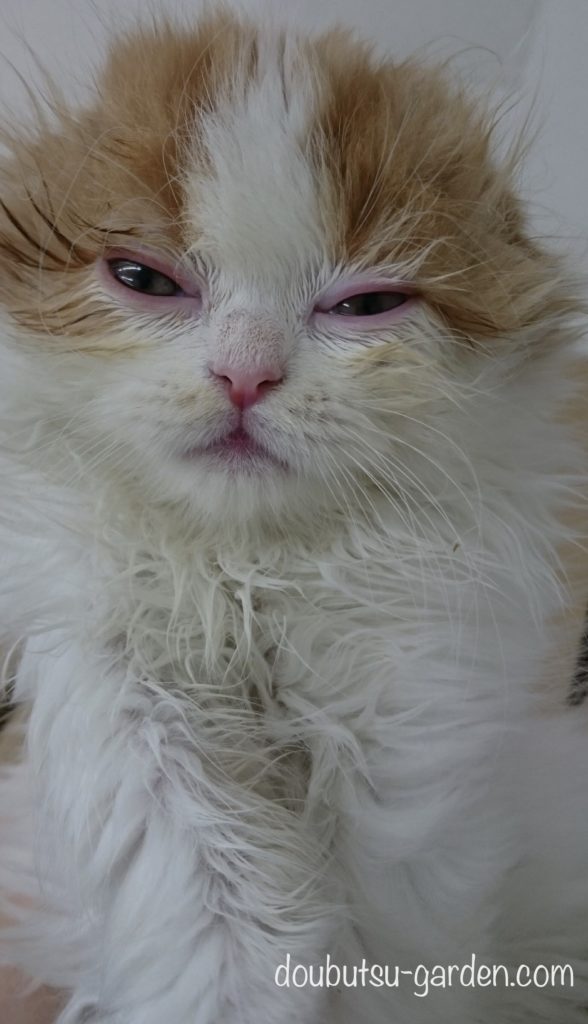 猫風邪の症状　結膜炎