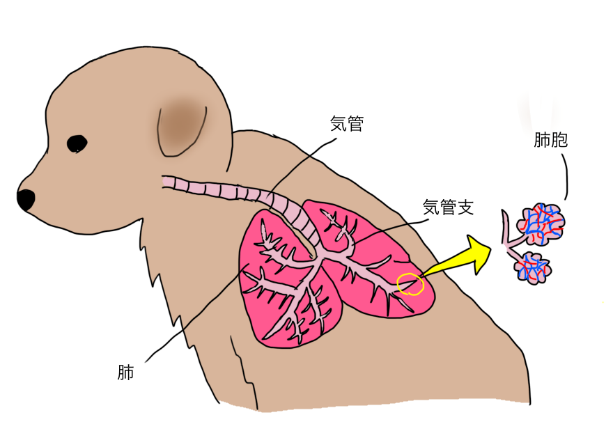 犬の気管、気管支、肺胞
