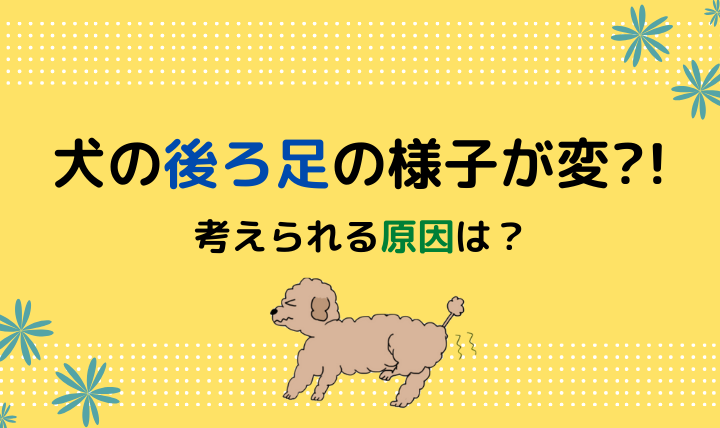 犬が後ろ足をあげる 引きずる 歩き方が変だぞ どうぶつがーでん